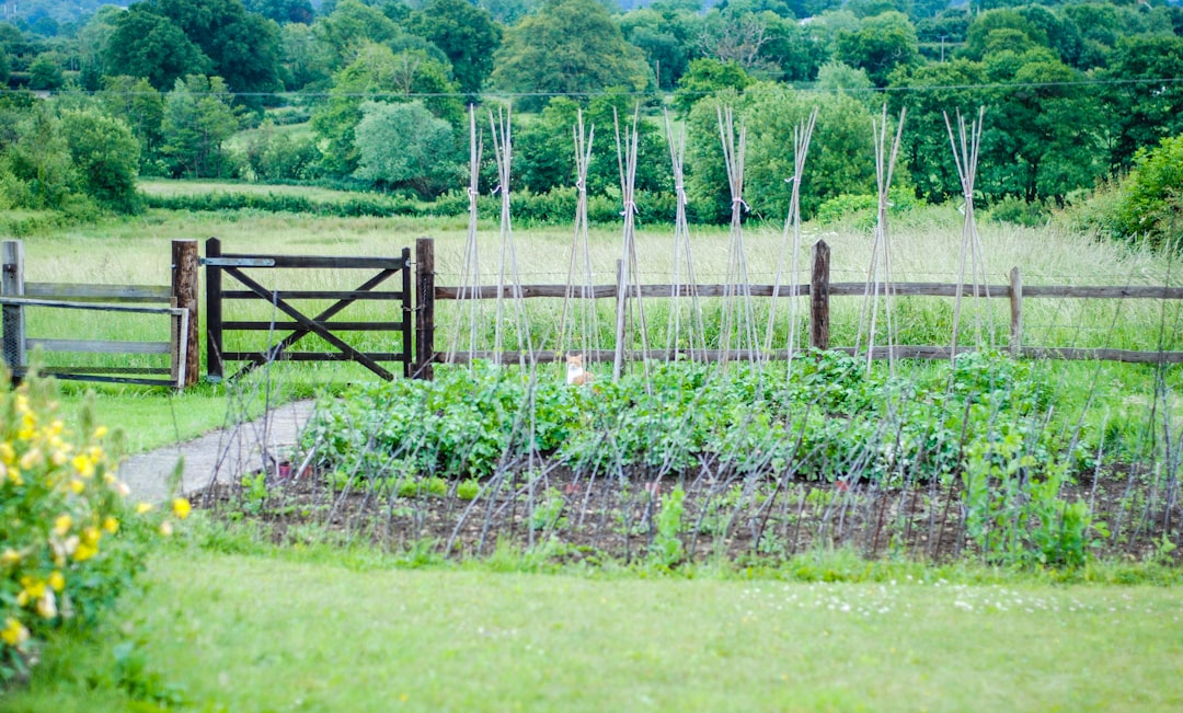 Enhance Your Garden with Brown Mulch